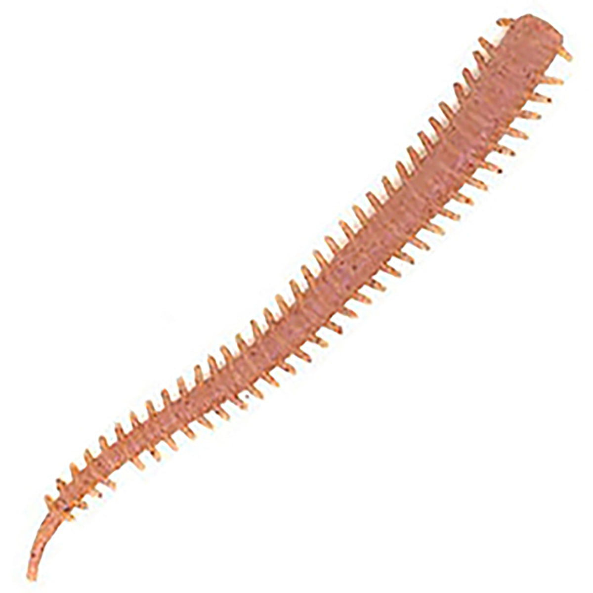 バークレイ(Berkley) ガルプ!ソルトウォーター イソメ極太 4inch ジャリメ(Natural)