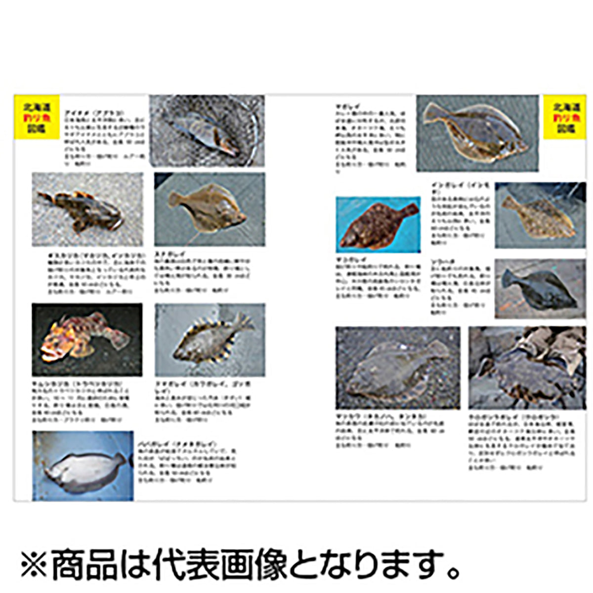 つり人社 北海道の海釣り入門